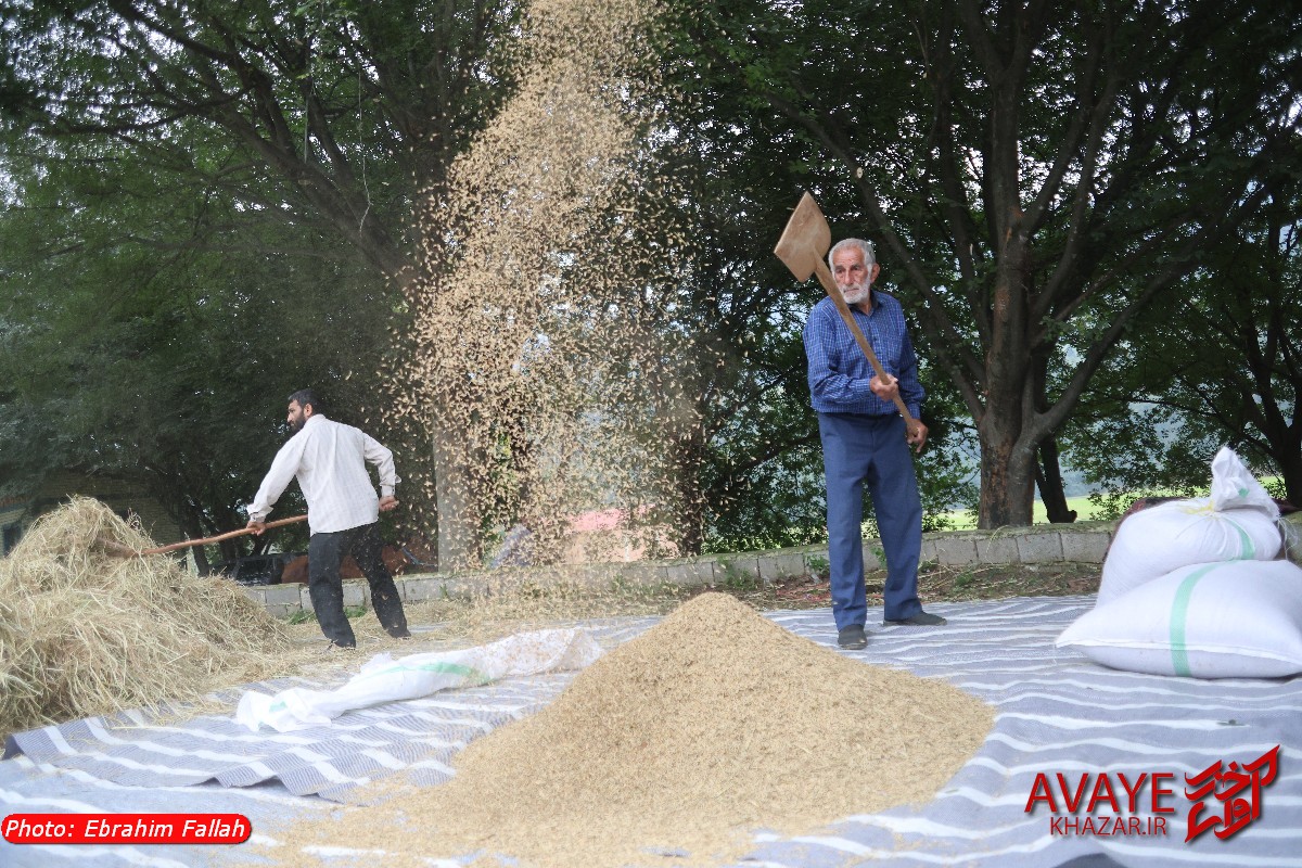 جشن خرمن رودبارکلا؛ قاب‌هایی از احیای آیین‌های کهن شالیزار